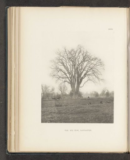 The big elm, Lancaster