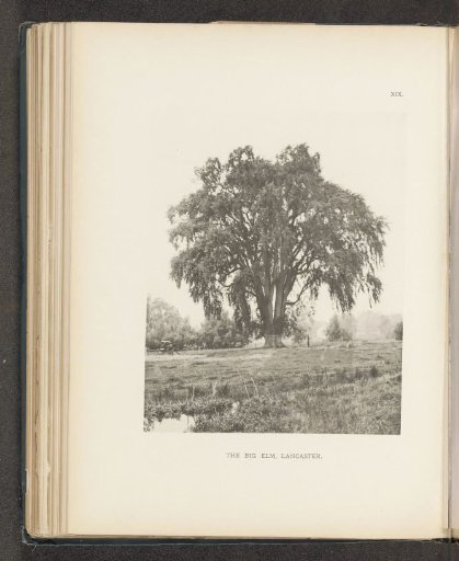 The big elm, Lancaster