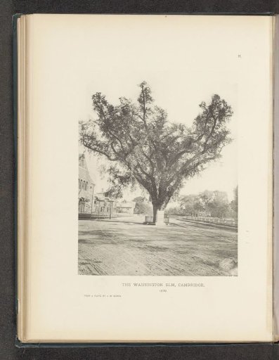 The Washington Elm, Cambridge