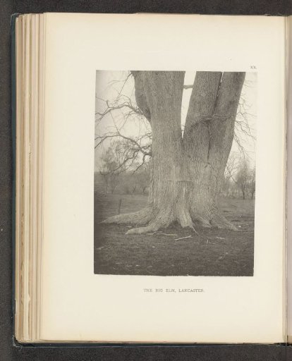 The big elm, Lancaster
