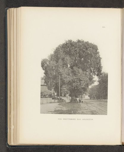 The Whittemore Elm, Arlington