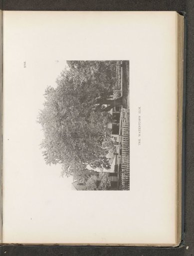The Watertown elm
