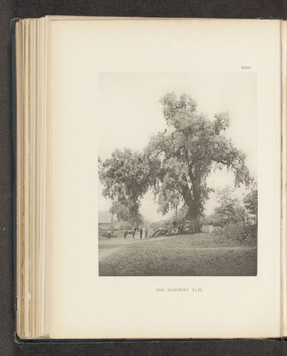 The Newbury elm