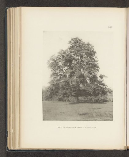 The Cunningham maple, Lancaster
