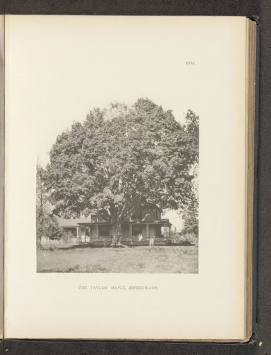 The Cunningham maple, Lancaster
