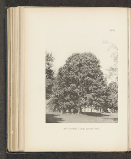The Church maple, Sunderland