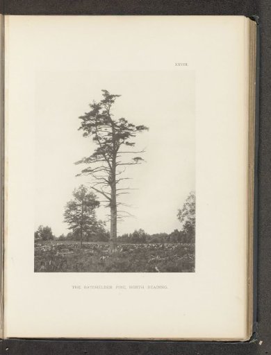 The Batchelder pine, North Reading