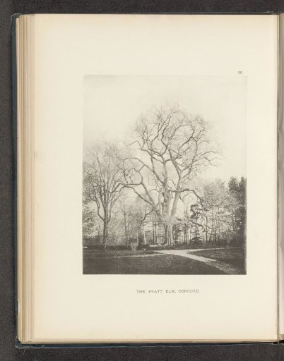 The pratt elm, Concord