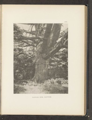 Pasture pine, Boxford