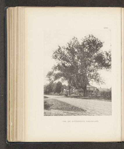 The big buttonwood, Sunderland