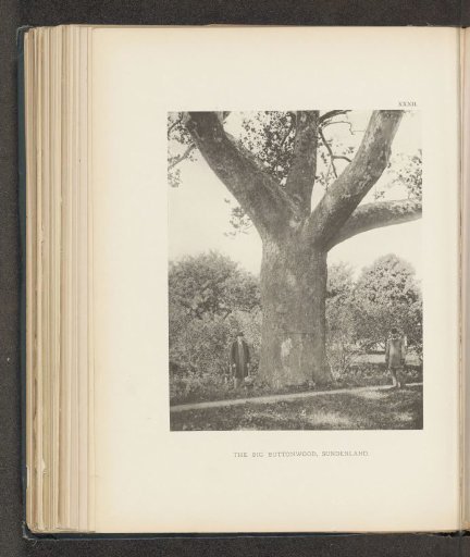 The big buttonwood, Sunderland