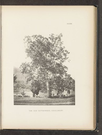 The rice buttonwood, Charlemont
