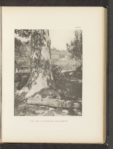 The rice buttonwood, Charlemont
