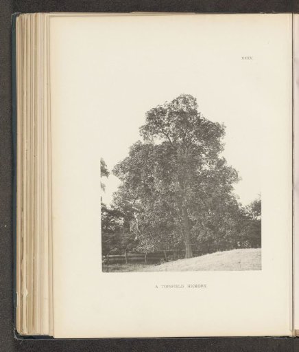 A Topsfield hickory
