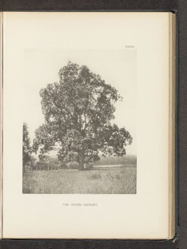 The mystic hickory