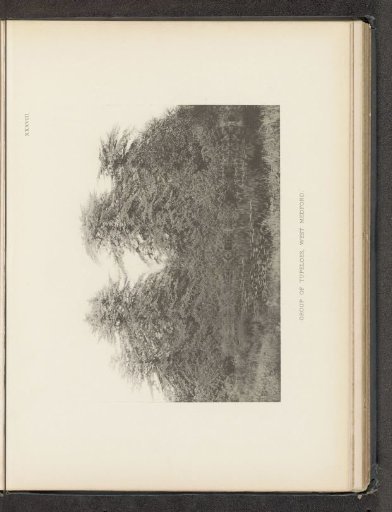 Group of tupeloes, West Medford