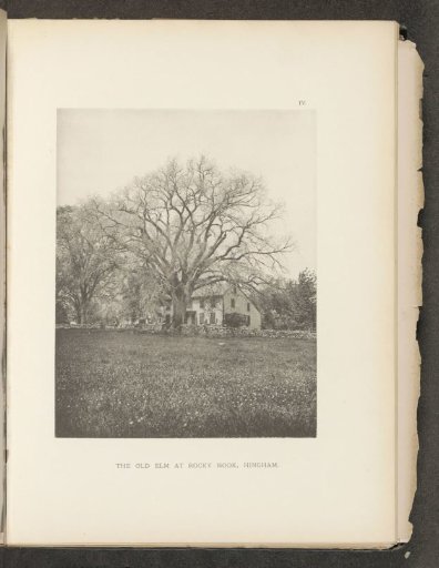 The old elm at Rocky Nook, Hingham