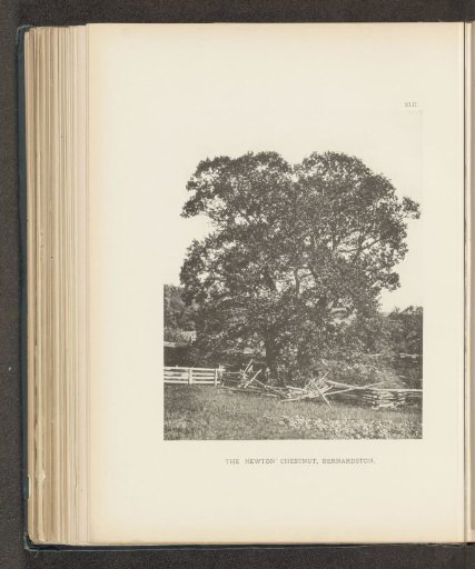 The Newton chestnut, Bernardston