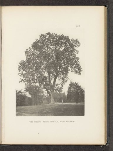 The Brooks black walnut, West Medford