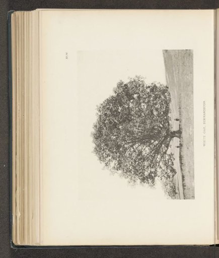 White oak, Bernardston