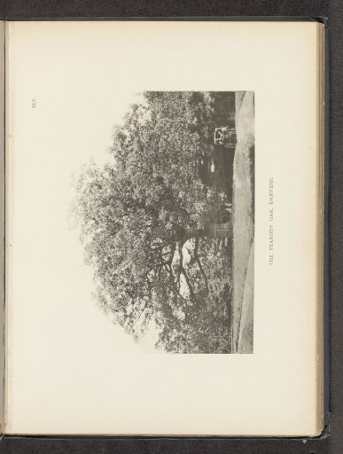 The Peabody oak, Danvers