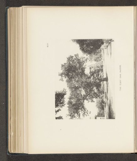 The Eliot Oak, Natick