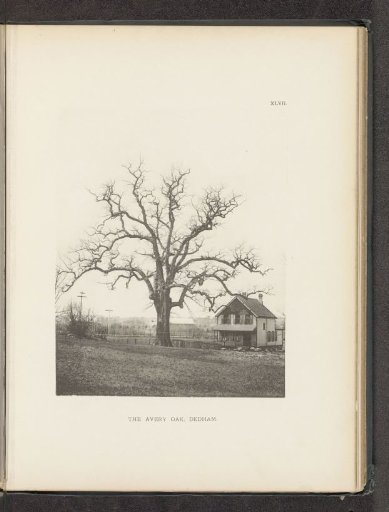 The Avery oak, Dedham