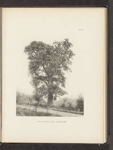 The Carter Oak, Lancaster