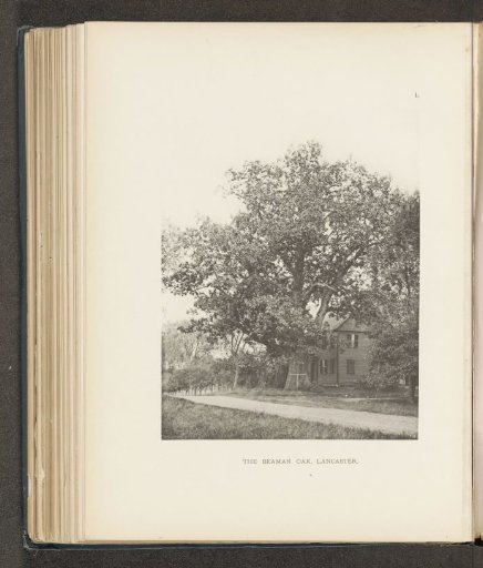 The Beaman Oak, Lancaster