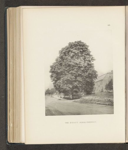 The Everett Horse-Chestnut