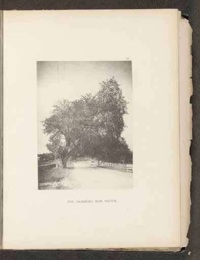 The Hammond elm, Natick
