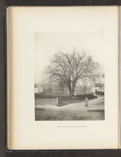 The Clark elm, Lexington, Massachusetts