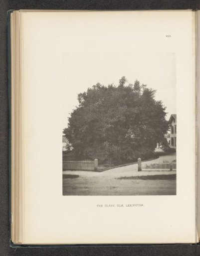 The Clark elm, Lexington, Massachusetts