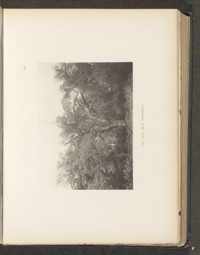 The old elm, Waverly