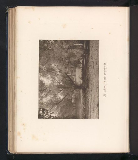 Willows on the estate of Sunnyside