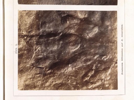 Paw Print and a Tail Track