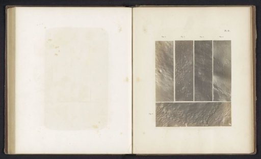 Footprints of five insects or crustaceans