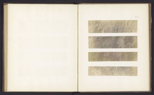 Track of (presumably) a marine mammal
