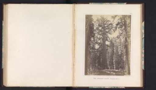 View of the Grizzly Giant, a giant sequoia in the Mariposa Grove