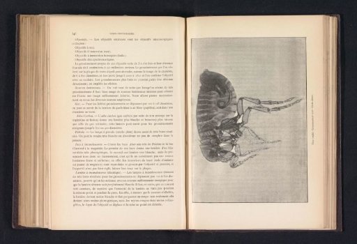 Louse