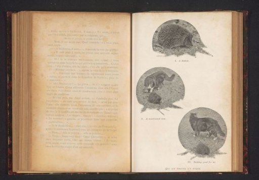 Three images of an encounter between a hedgehog and a cat