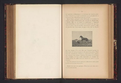 A Rider Thrown from His Horse