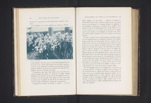 Flower Bed