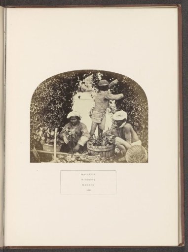 Three gardeners at work in Chennai, Tamil Nadu, India
