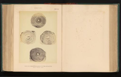 Four discs with relief, Amaravati, Andhra Pradesh, India