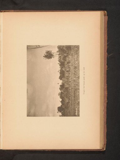 View of a Rice Field