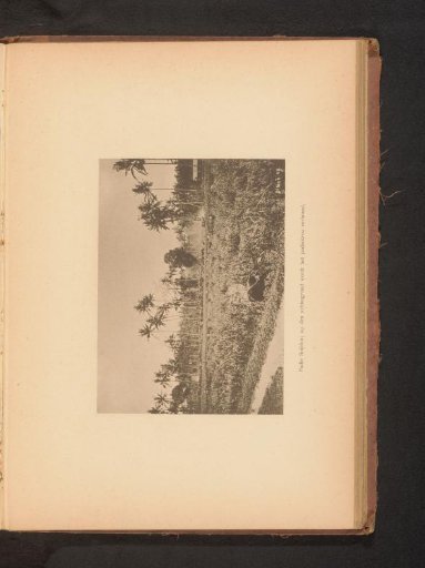 View of a Rice Field