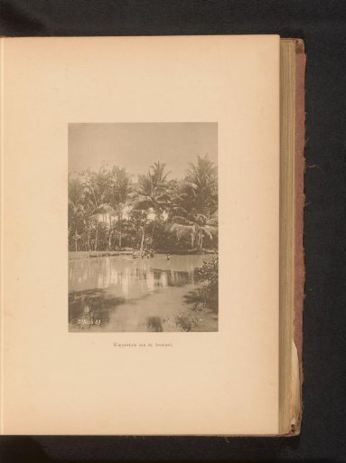 View of a coconut plantation on the river