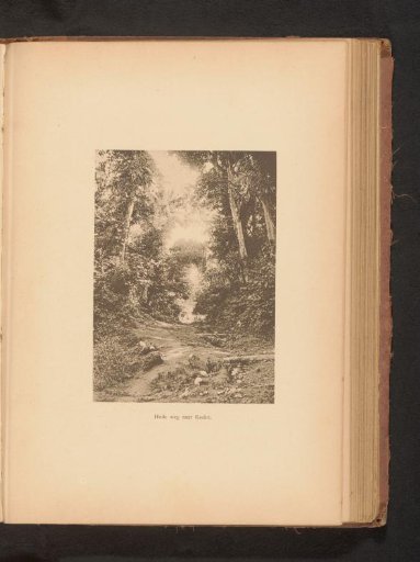 Path through the forest