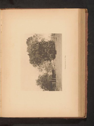 View of a banyan tree